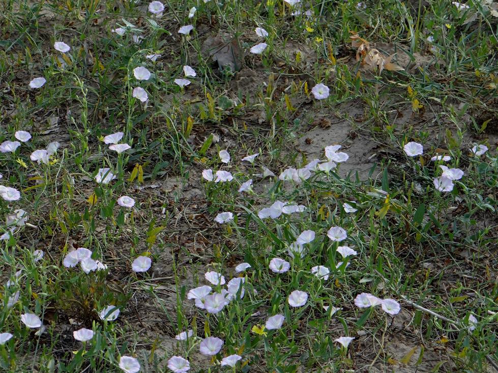 Convolvulus arvensis